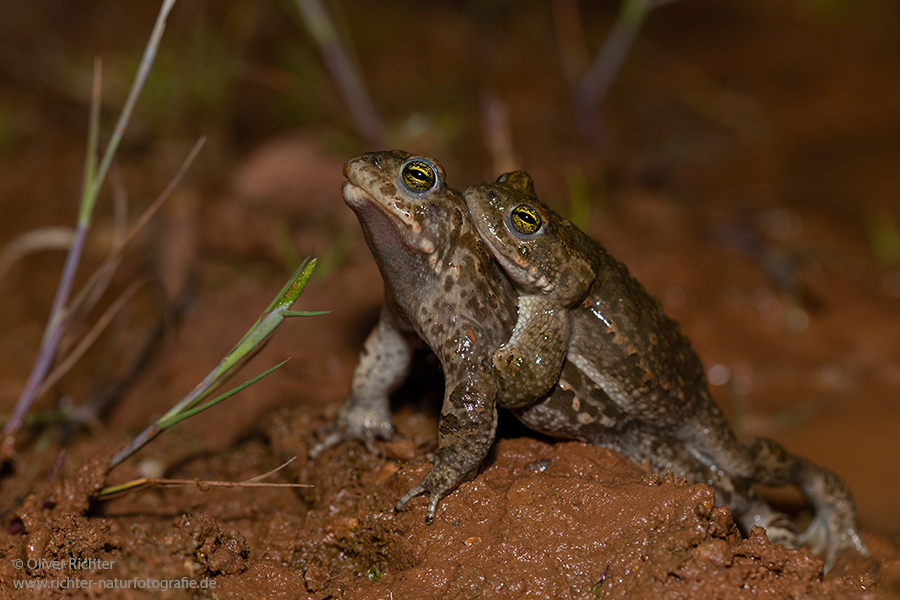 Kreuzkröte, Kreuzkroete, Bufonidae, Paarung, Laichschnur, Laich, Balz, Epidalea calamita, Epidalea, Kroeten, Kroete, Anura, Froschlurch, Froschlurche, Schallblase, blau