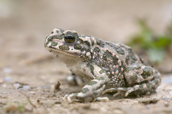 Wechselkroete - Bufo viridis - Sachsen - Muldental