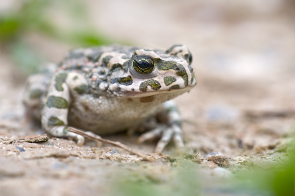 Wechselkroete - Bufo viridis - Sachsen - Muldental