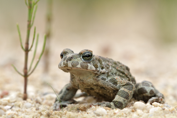 Wechselkroete - Bufo viridis - Amphibien Lurche Kroeten Sachsen Grimma Echte Kroeten