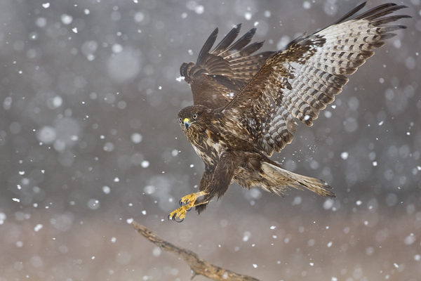 Mausebussard - Buteo buteo Bussard Habichtartige Greifvoegel Sachsen