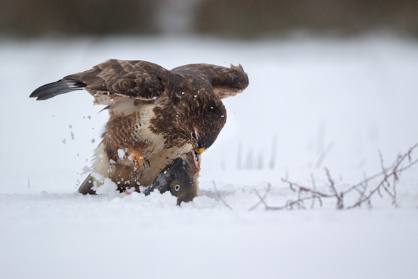 Maeusebussard - Buteo buteo Bussard Greifvogel Vogel Voegel Sachsen Habichtartige Greif Herbst helle Morphe