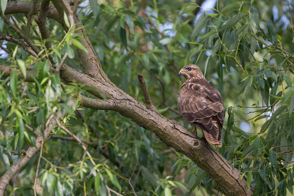 Maeusebussard - Buteo buteo Bussard Greifvogel Vogel Voegel Sachsen Habichtartige Greif Herbst dunkle Morphe