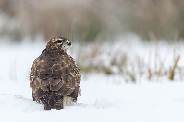 Maeusebussard - Buteo buteo Bussard Greifvogel Vogel Voegel Sachsen Habichtartige Greif Herbst dunkle Morphe