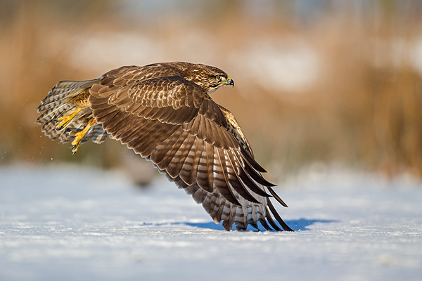 Maeusebussard - Buteo buteo Bussard Greifvogel Vogel Voegel Sachsen Habichtartige Greif Herbst dunkle Morphe