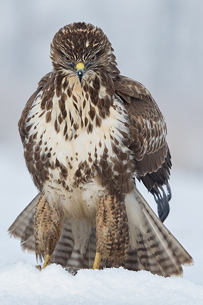 Maeusebussard - Buteo buteo Bussard Greifvogel Vogel Voegel Sachsen Habichtartige Greif Herbst dunkle Morphe
