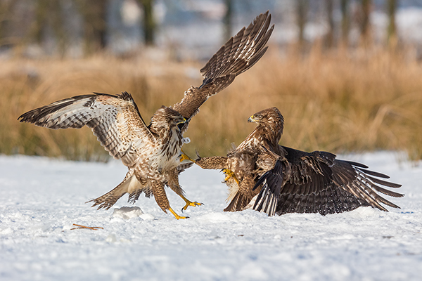 Maeusebussard - Buteo buteo Bussard Greifvogel Vogel Voegel Sachsen Habichtartige Greif Herbst dunkle Morphe