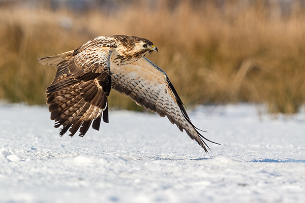 Maeusebussard - Buteo buteo Bussard Greifvogel Vogel Voegel Sachsen Habichtartige Greif Herbst dunkle Morphe