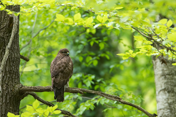 Maeusebussard - Buteo buteo Bussard Greifvogel Vogel Voegel Sachsen Habichtartige Greif Herbst dunkle Morphe