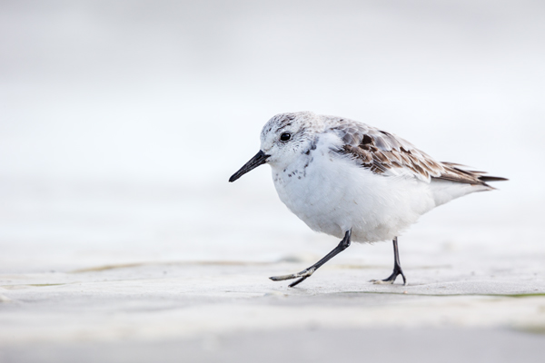Sanderling -Calidris alba, Watvogel, Regenpfeiferartige, Strandlaeufer, Calidris, Charadriiformes, Limikolen, Limikole