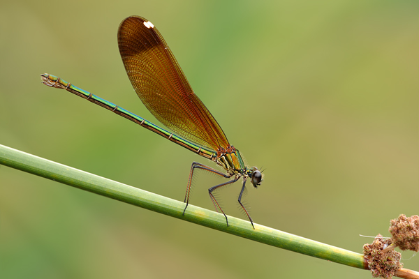 Bronzene Prachtlibelle - Calopteryx haemorrhoidalis 