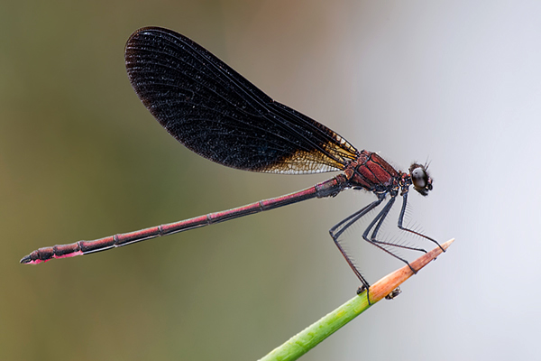 Bronzene Prachtlibelle - Calopteryx haemorrhoidalis - Maennchen