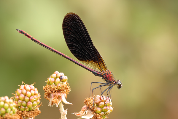 Bronzene Prachtlibelle - Calopteryx haemorrhoidalis
