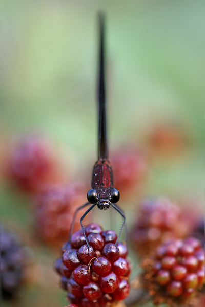 Bronzene Prachtlibelle - Calopteryx haemorrhoidalis