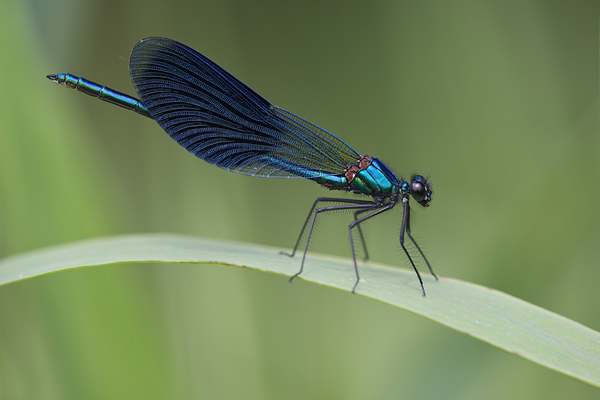 Gebaenderte Prachtlibelle - Calopteryx splendens - Maennchen