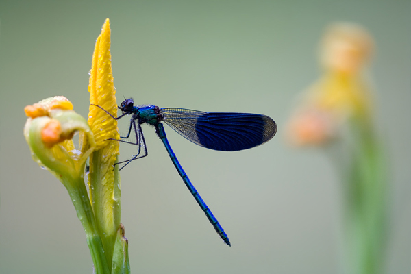 Gebaenderte Prachtlibelle - Calopteryx splendens