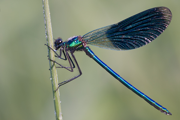 Gebaenderte Prachtlibelle - Calopteryx splendens - Maennchen