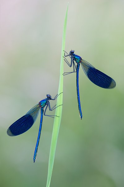 Gebaenderte Prachtlibelle - Calopteryx splendens - Maennchen