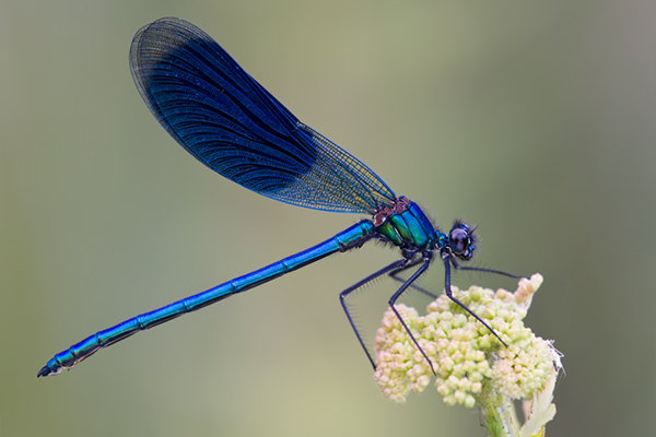 Gebaenderte Prachtlibelle - Calopteryx splendens - Maennchen