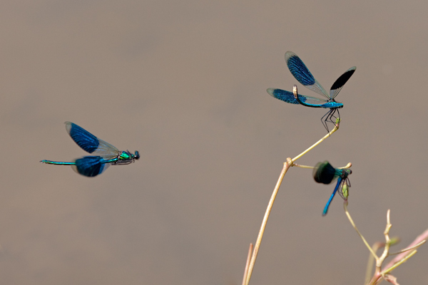 Gebaenderte Prachtlibellen - Calopteryx splendens - Maennchen Revierkampf