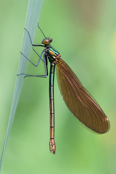 Blaufluegel-Prachtlibelle - Calopteryx virgo 