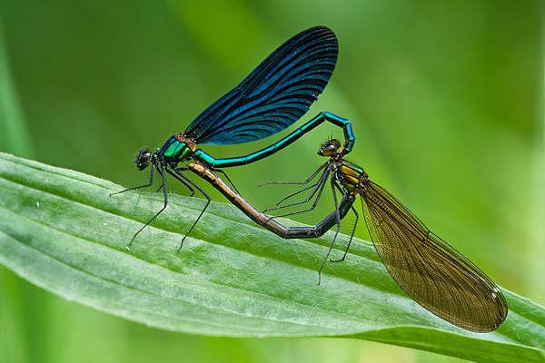 Blaufluegel-Prachtlibelle - Calopteryx virgo - Paarungsrad