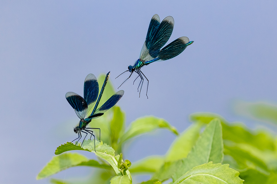 Gebaenderte Prachtlibellen - Calopteryx splendens - Maennchen Revierkampf