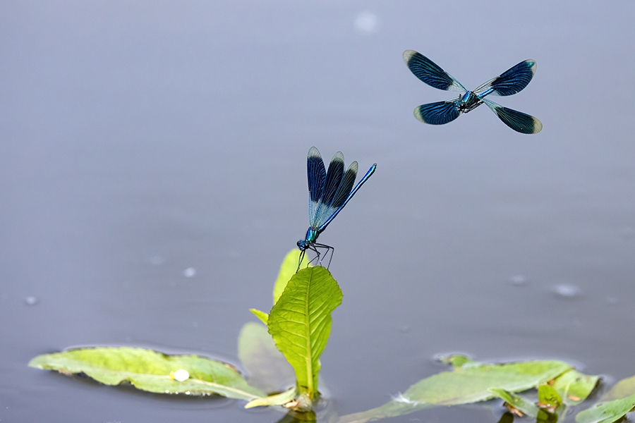 Gebaenderte Prachtlibellen - Calopteryx splendens - Maennchen Revierkampf