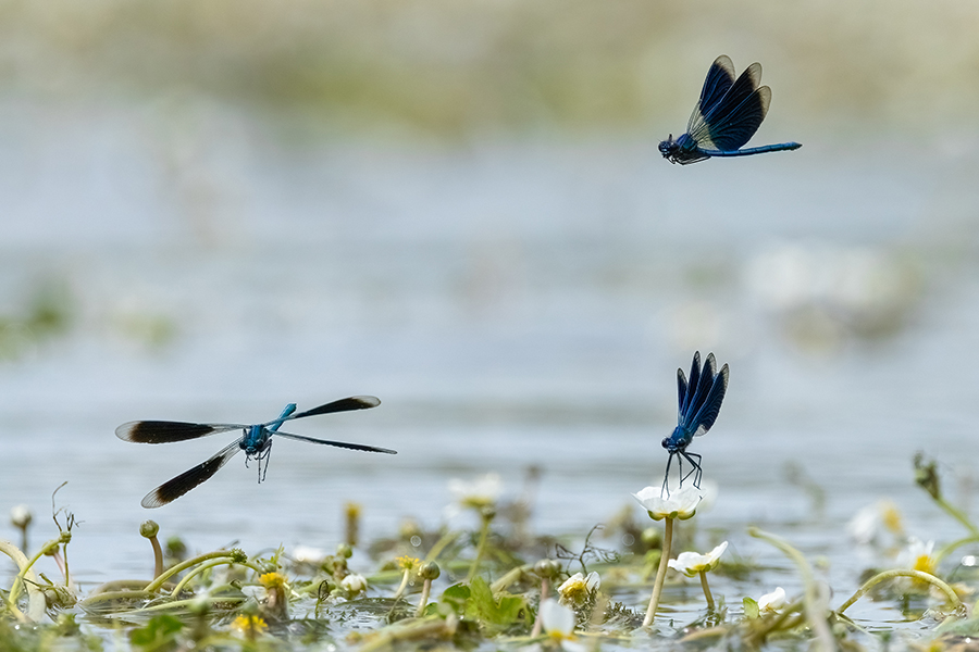 Gebaenderte Prachtlibellen - Calopteryx splendens - Maennchen Revierkampf