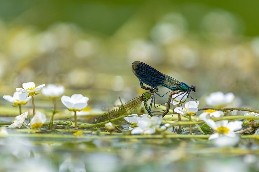 Gebaenderte Prachtlibellen - Calopteryx splendens - Maennchen Revierkampf