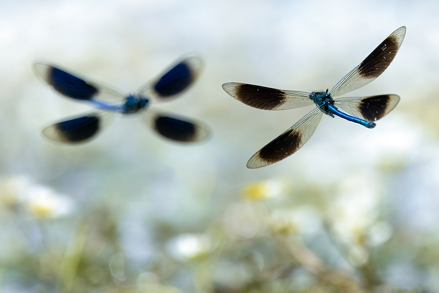 Gebaenderte Prachtlibellen - Calopteryx splendens - Maennchen Revierkampf