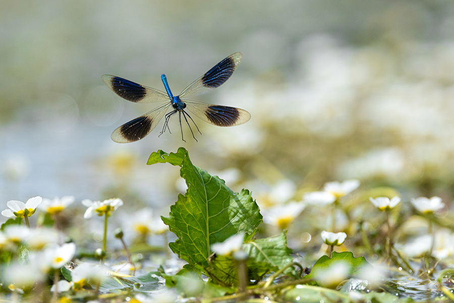 Gebaenderte Prachtlibellen - Calopteryx splendens - Maennchen Revierkampf