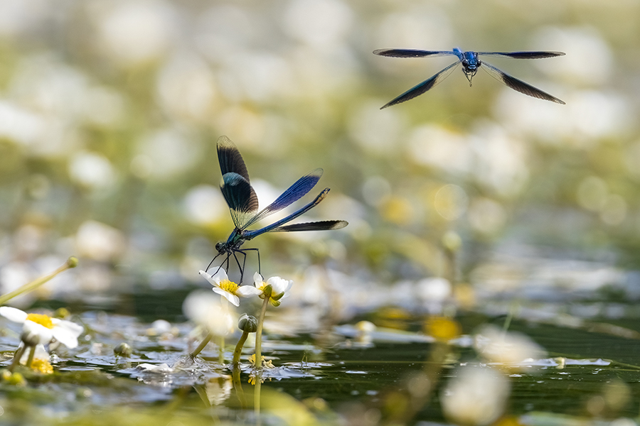 Gebaenderte Prachtlibellen - Calopteryx splendens - Maennchen Revierkampf