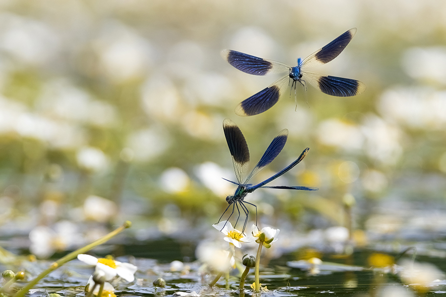 Gebaenderte Prachtlibellen - Calopteryx splendens - Maennchen Revierkampf