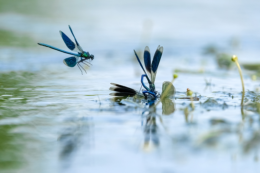 Gebaenderte Prachtlibellen - Calopteryx splendens - Maennchen Revierkampf