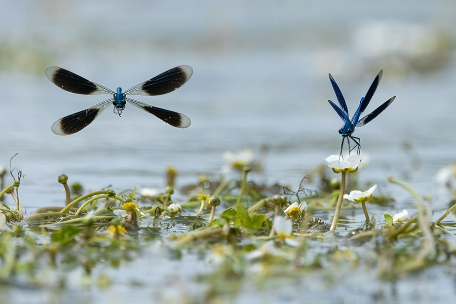Gebaenderte Prachtlibellen - Calopteryx splendens - Maennchen Revierkampf