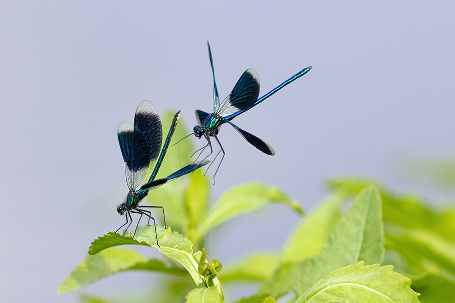 Gebaenderte Prachtlibellen - Calopteryx splendens - Maennchen Revierkampf