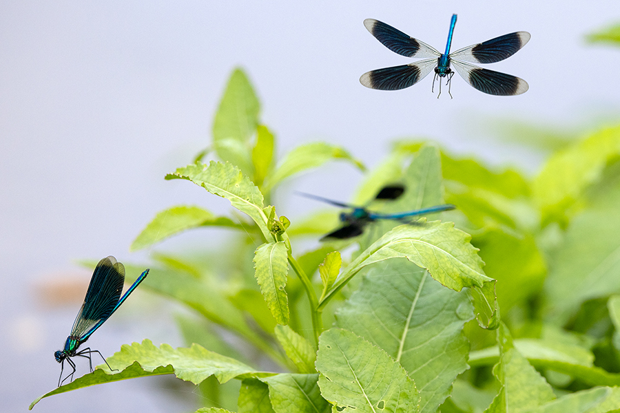 Gebaenderte Prachtlibellen - Calopteryx splendens - Maennchen Revierkampf