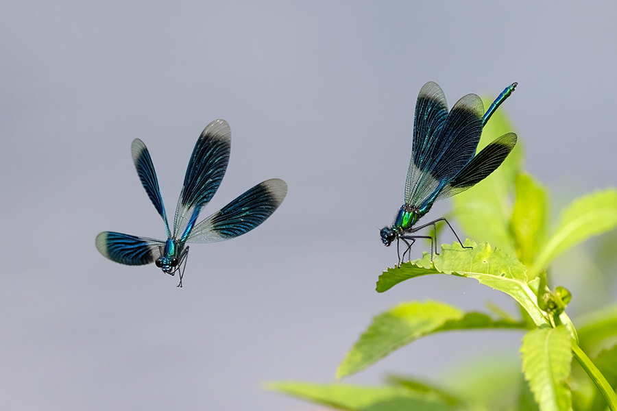Gebaenderte Prachtlibellen - Calopteryx splendens - Maennchen Revierkampf