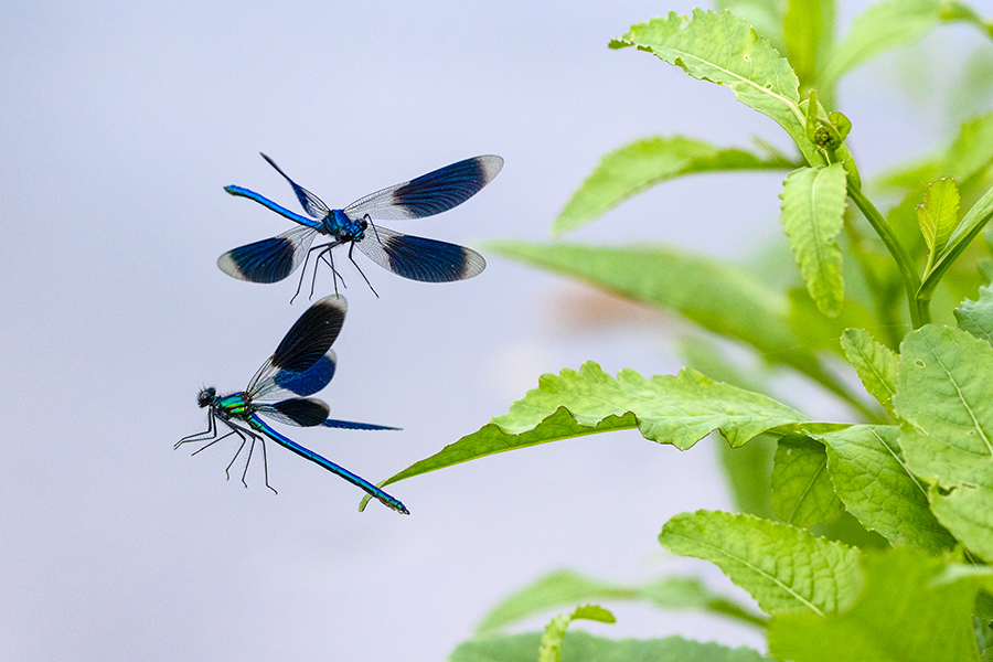 Gebaenderte Prachtlibellen - Calopteryx splendens - Maennchen Revierkampf