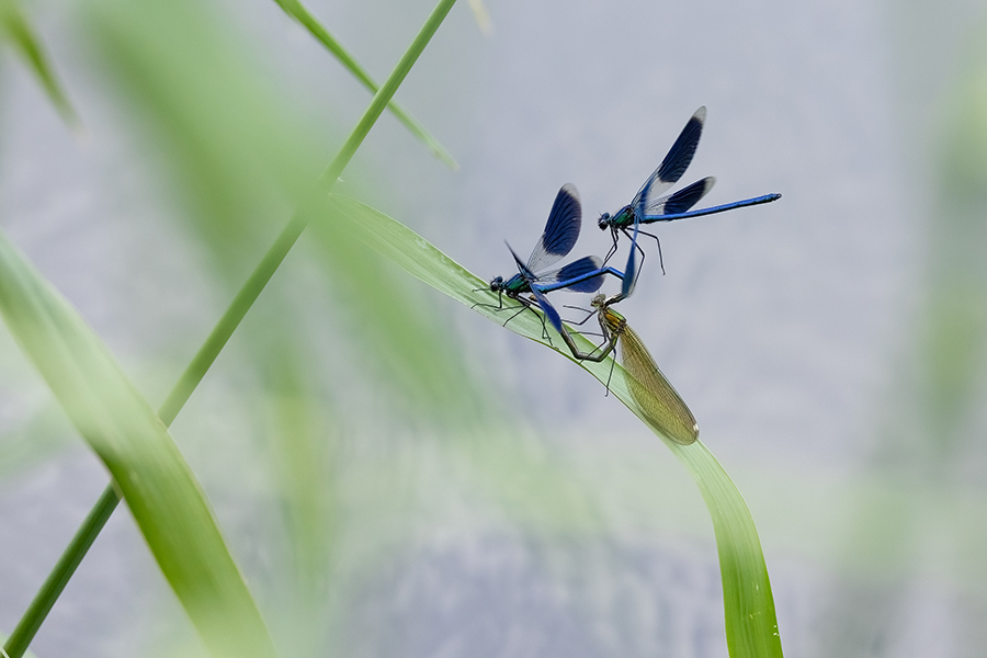 Gebaenderte Prachtlibellen - Calopteryx splendens - Maennchen Revierkampf