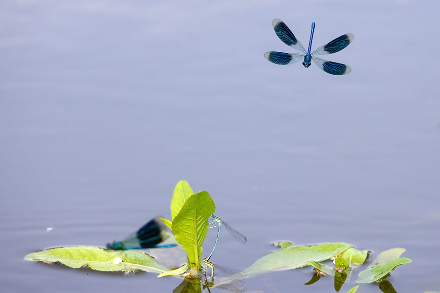 Gebaenderte Prachtlibellen - Calopteryx splendens - Maennchen Revierkampf