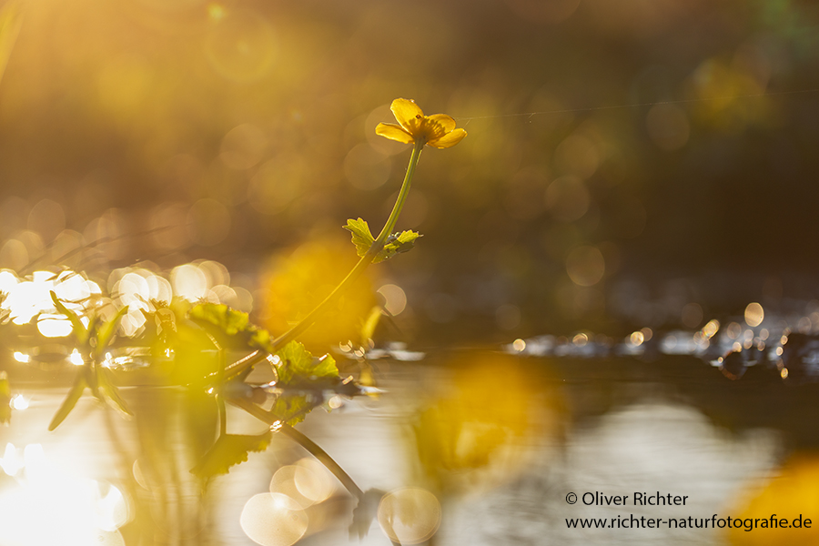 Sumpf-Dotterblume, Caltha palustris, Auwald, Grimma, Sachsen, Muldental, richter-naturfotografie