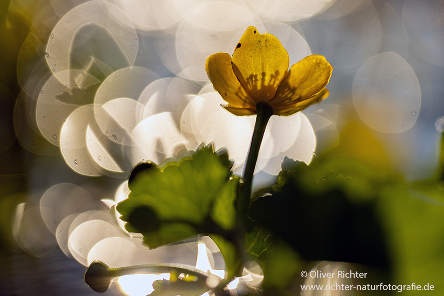 Sumpf-Dotterblume, Caltha palustris, Auwald, Grimma, Sachsen, Muldental, richter-naturfotografie