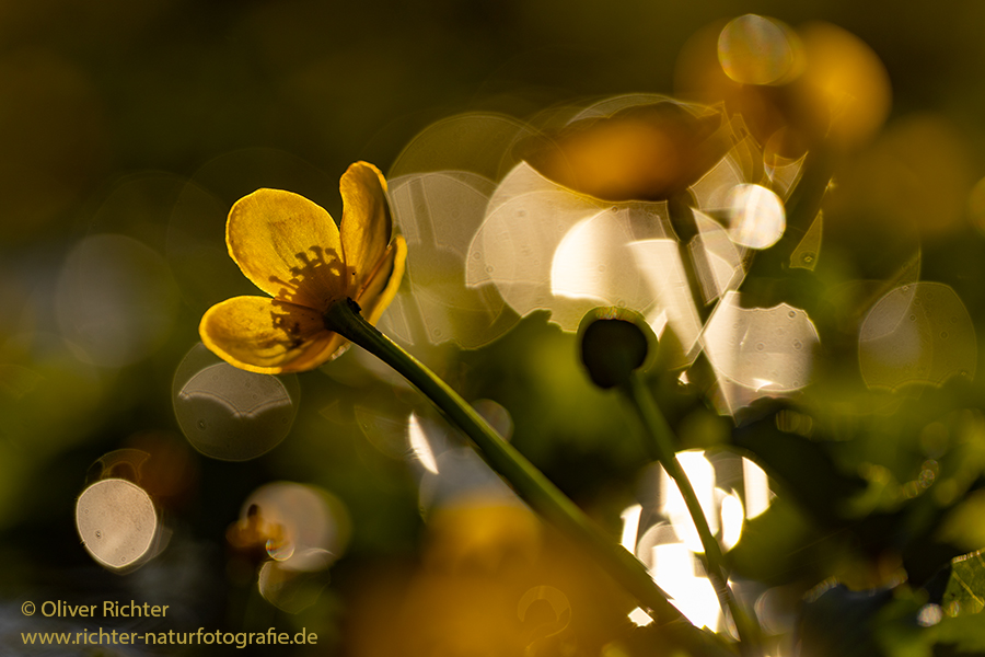 Sumpf-Dotterblume, Caltha palustris, Auwald, Grimma, Sachsen, Muldental, richter-naturfotografie