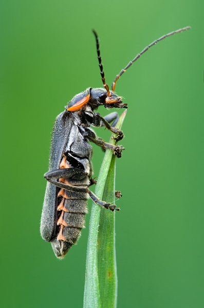 Dunkler Fliegenkäfer - Cantharis obscura