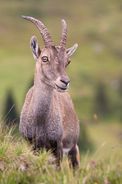 Alpensteinbock - Capra ibex, Paarhufer, Wiederkaeuer, Horntraeger, Ziegenartige, Ziegen, Capra, Bovidae, Ruminantia, Artiodactyla, Gemeiner Steinbock, Alpen, Schweiz, Berner Oberland, Steingeiß, Kitz, Geiß, Bock, Steinbock