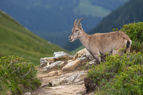 Alpensteinbock - Capra ibex, Paarhufer, Wiederkaeuer, Horntraeger, Ziegenartige, Ziegen, Capra, Bovidae, Ruminantia, Artiodactyla, Gemeiner Steinbock, Alpen, Schweiz, Berner Oberland, Steingeiß, Kitz, Geiß, Bock, Steinbock