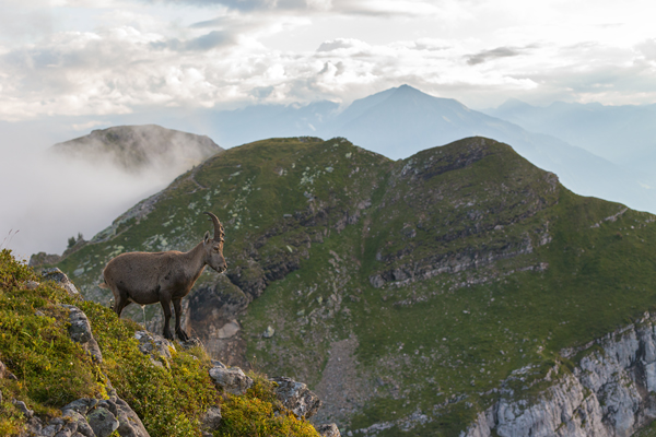 Alpensteinbock - Capra ibex, Paarhufer, Wiederkaeuer, Horntraeger, Ziegenartige, Ziegen, Capra, Bovidae, Ruminantia, Artiodactyla, Gemeiner Steinbock, Alpen, Schweiz, Berner Oberland, Steingeiß, Kitz, Geiß, Bock, Steinbock