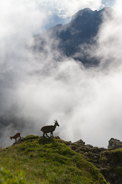 Alpensteinbock - Capra ibex, Paarhufer, Wiederkaeuer, Horntraeger, Ziegenartige, Ziegen, Capra, Bovidae, Ruminantia, Artiodactyla, Gemeiner Steinbock, Alpen, Schweiz, Berner Oberland, Steingeiß, Kitz, Geiß, Bock, Steinbock